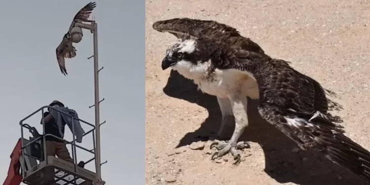 Rescatan a Águila Pescadora Atrapada en Cámara de Vigilancia del C5 en Puerto Peñasco
