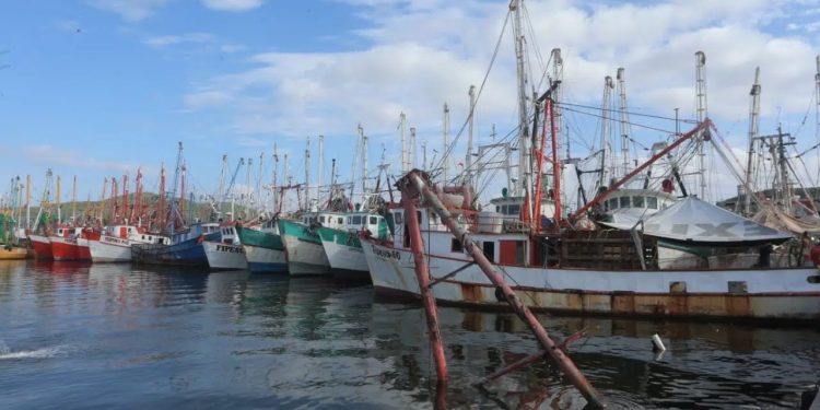 Armadores van hasta Sonora a certificar sus barcos; Ana Ayala busca reabrir oficina en Topolobampo