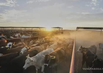 Ganaderos mexicanos se reinventan con carnicerías de lujo y apicultura ante cierre de envíos a EU