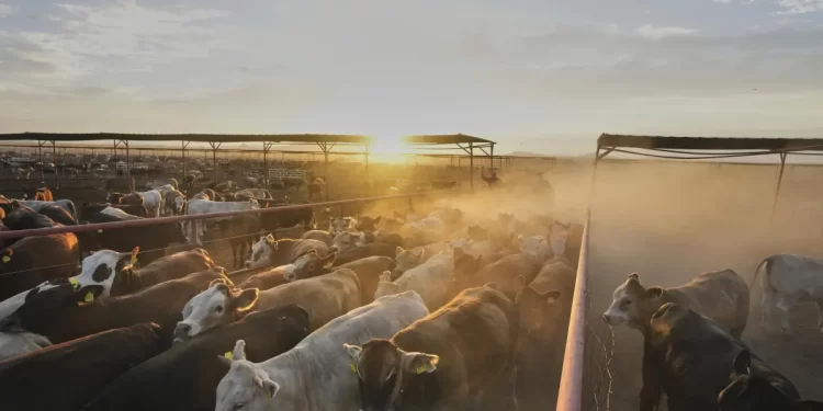 Ganaderos mexicanos se reinventan con carnicerías de lujo y apicultura ante cierre de envíos a EU