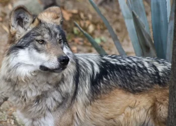 Aprovechamiento sustentable de vida silvestre se logra con criterio ecológico: Expertos