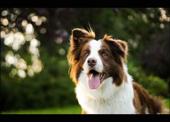 Congreso CDMX: animales ya no son bienes muebles, ahora son seres sintientes