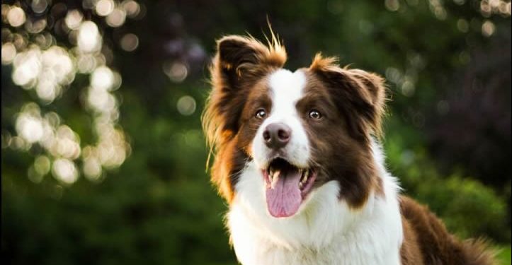 Congreso CDMX: animales ya no son bienes muebles, ahora son seres sintientes