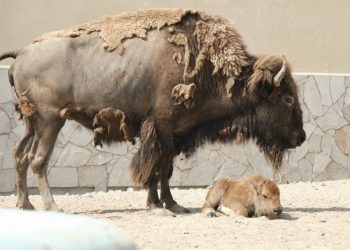La familia crece: nace cría de bisonte americano en el Zoo de Nuevo Laredo