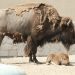 La familia crece: nace cría de bisonte americano en el Zoo de Nuevo Laredo