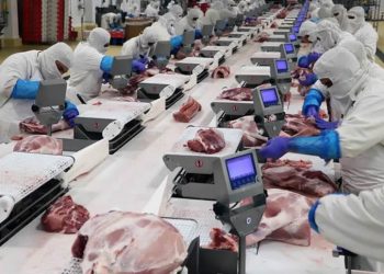 Productores de cerdo mexicanos alertan ‘dumping’ de EU