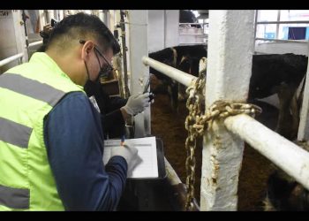 Ganaderos piden cerrar la frontera sur a importación de reses de Centroamérica por gusano barrenador