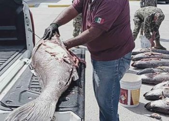 La “cocaína del mar” se apodera del mercado negro chino: por qué México no logra detener el tráfico ilegal de totoaba