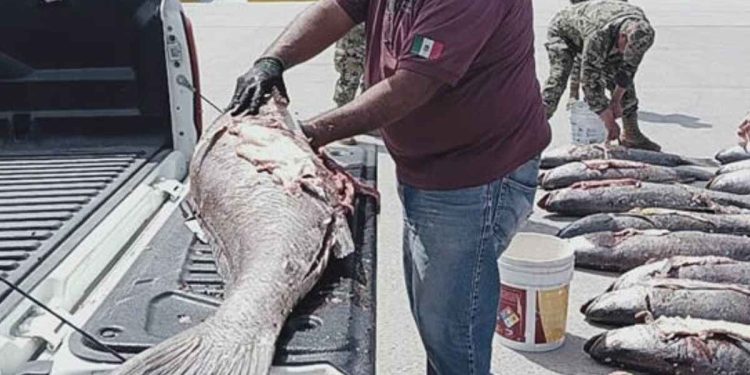 La “cocaína del mar” se apodera del mercado negro chino: por qué México no logra detener el tráfico ilegal de totoaba
