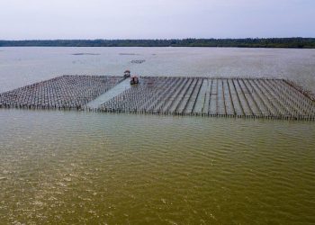 Acuacultores en Sinaloa enfrentan retos internacionales sino hasta competencia nacional