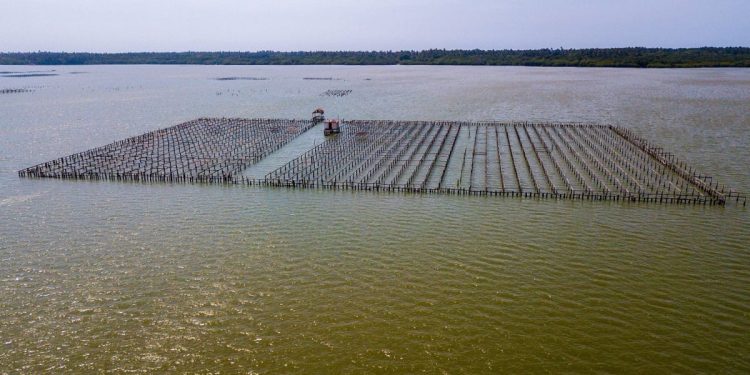 Acuacultores en Sinaloa enfrentan retos internacionales sino hasta competencia nacional