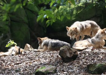 México y EU ahora tienen 600 lobos mexicanos; comenzaron con 7 sobrevivientes a exterminio