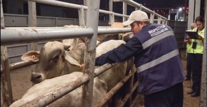 Capacitarán a estudiantes para combatir al gusano barrenador