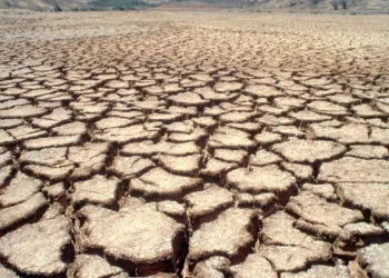 Región Valles del Yaqui y del Mayo: siembran trigo y cosechan deudas e incertidumbre