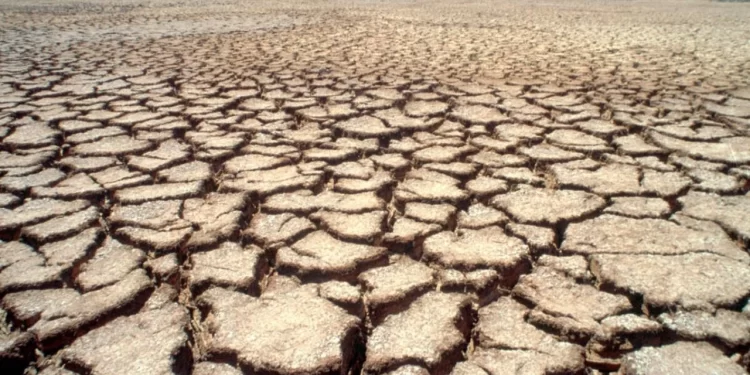 Región Valles del Yaqui y del Mayo: siembran trigo y cosechan deudas e incertidumbre