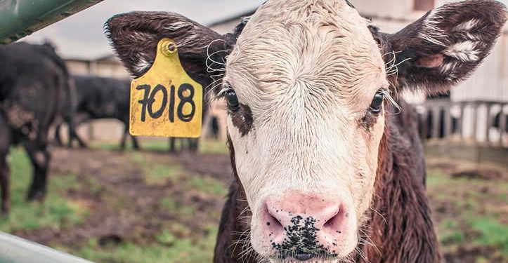 Ganadería ilegal en la frontera: fachada del narco que destruye selvas y comunidades, advierte investigadora