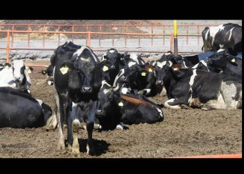 Nogales quedaría fuera del cruce de ganado a EU; solo Agua Prieta seguiría operando