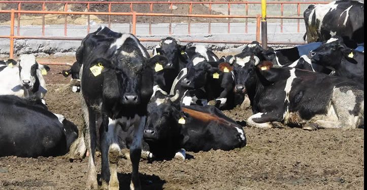 Nogales quedaría fuera del cruce de ganado a EU; solo Agua Prieta seguiría operando