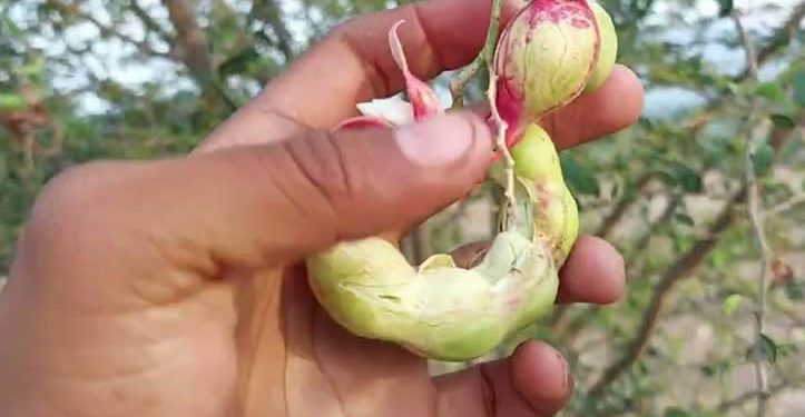 El guamúchil, el fruto regional con potencial para regular la glucosa en personas con diabetes mellitus