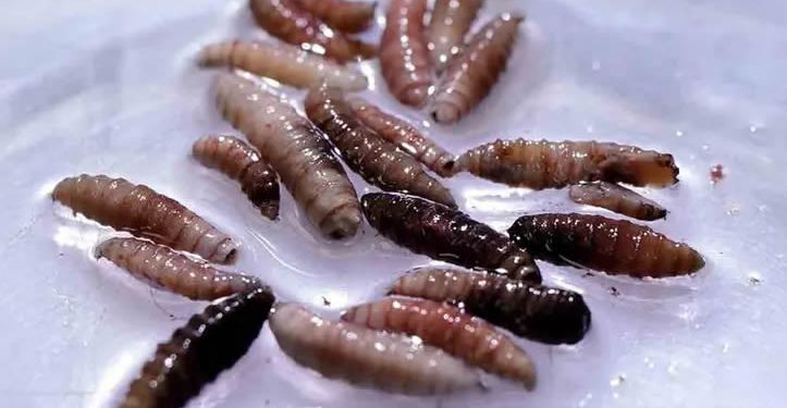 Confirman primer caso humano de gusano barrenador EU