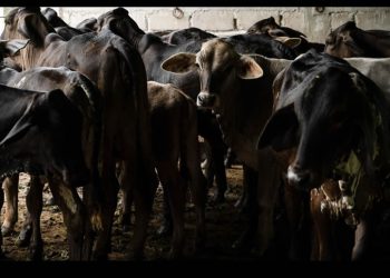 Gusano barrenador provoca sobrecostos de 400 millones de dólares en ganaderos mexicanos