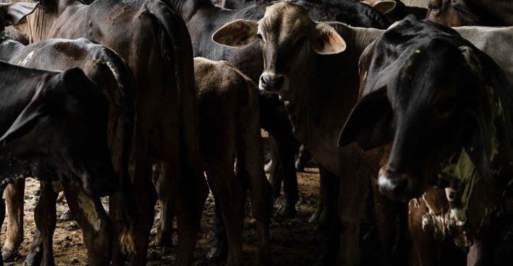 Gusano barrenador provoca sobrecostos de 400 millones de dólares en ganaderos mexicanos