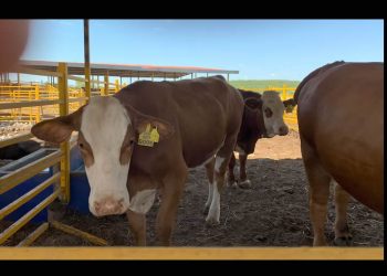 Gusano Barrenador eleva el precio de la carne y amenaza a pequeños ganaderos
