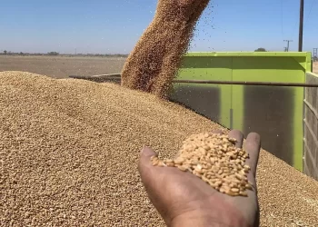 SLRC ya no exporta trigo: producción se queda en la región