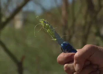 Jóvenes Arrastrados por Corriente en Nogales, Sonora: Uno de Ellos No Ha Sido Localizado