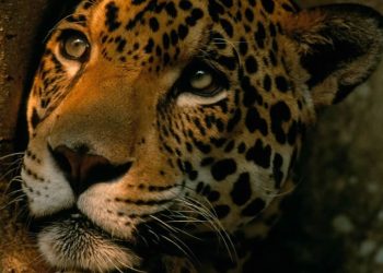 Aumenta 10% la población de jaguares en México, pero la especie sigue en peligro de extinción