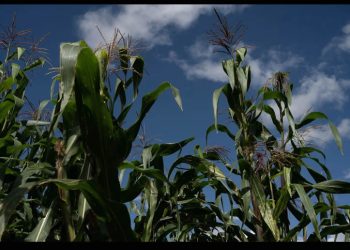 Récord de producción de maíz en EU presiona a México