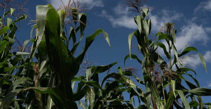 Récord de producción de maíz en EU presiona a México
