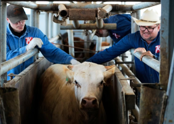 La crisis del gusano barrenador reconfigura a la industria ganadera en México