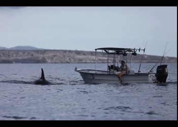 Pescadores de La Paz desafiaron el miedo a la “ballena asesina”