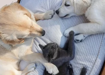 ¿Cómo Cuidar a Mis Mascotas de la Onda de Calor? Pronostican Temperatura de Hasta 48ºC en Sonora