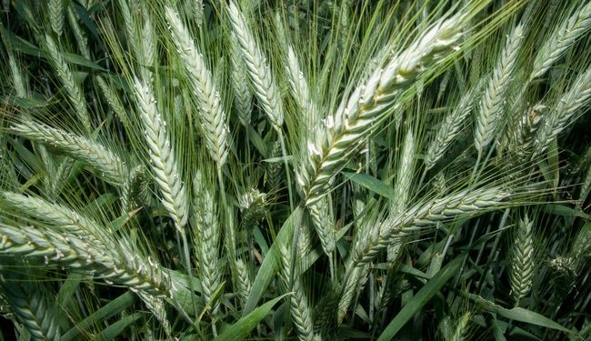 Abre AGRICULTURA convocatoria de apoyos para productoras y productores de trigo en Sonora