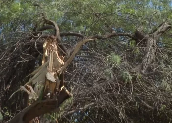Rayo Derriba Árbol en Casa de Abuelita de 70 Años en Hermosillo