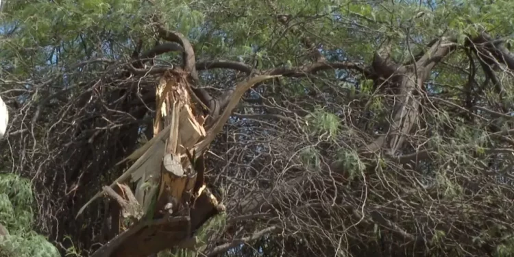 Rayo Derriba Árbol en Casa de Abuelita de 70 Años en Hermosillo
