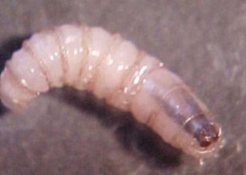 Contagios de gusano barrenador en humanos se extienden a Yucatán y Tabasco; suman cuatro entidades con casos confirmados