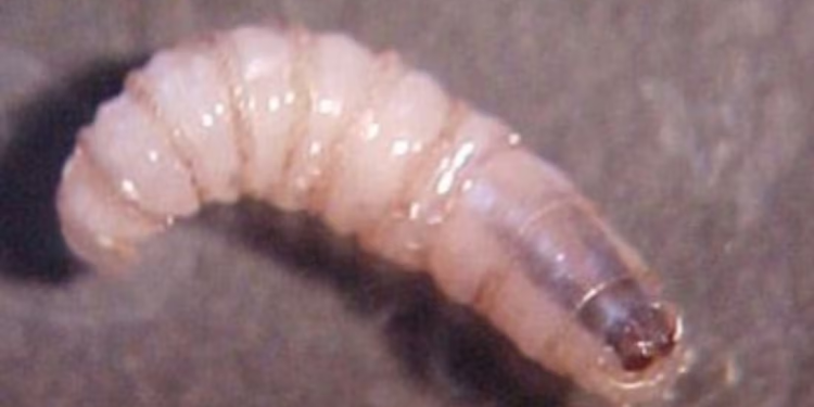 Contagios de gusano barrenador en humanos se extienden a Yucatán y Tabasco; suman cuatro entidades con casos confirmados
