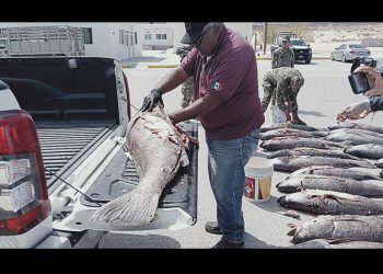 La “cocaína del mar” está rompiendo el mercado chino. Y eso es un enorme problema para México