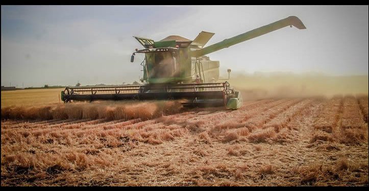 Entregará gobierno de Sonora 10 dólares de apoyo por tonelada a productores de trigo cristalino