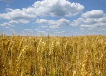 Apoyo extraordinario a trigueros de Sonora debería extenderse a Sinaloa, espera industrial de Ahome