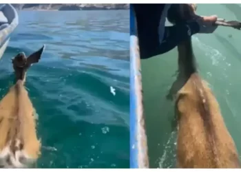 Pescadores rescatan a venado exhausto que nadaba en altamar frente a Isla Tiburón