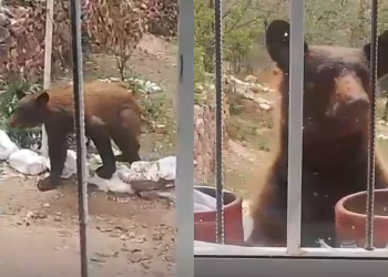 Protección Civil de Sonora alerta por avistamiento de oso; el animal fue captado merodeando una vivienda en Nacozari