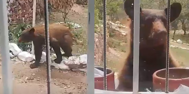 Protección Civil de Sonora alerta por avistamiento de oso; el animal fue captado merodeando una vivienda en Nacozari