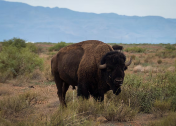 El regreso del bisonte a México en medio del narcotráfico y la violencia
