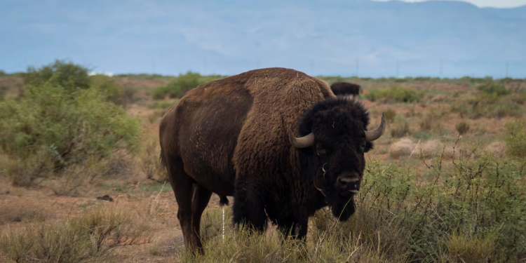 El regreso del bisonte a México en medio del narcotráfico y la violencia