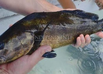 Impulso a la acuicultura puede salvar a especies en peligro de extinción