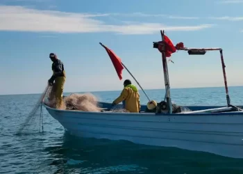 Ya hay fechas para el inicio de la temporada de camarón en el Pacífico Mexicano